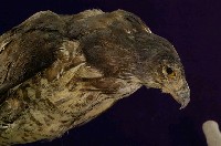 鳳頭蒼鷹藏品圖，第2張